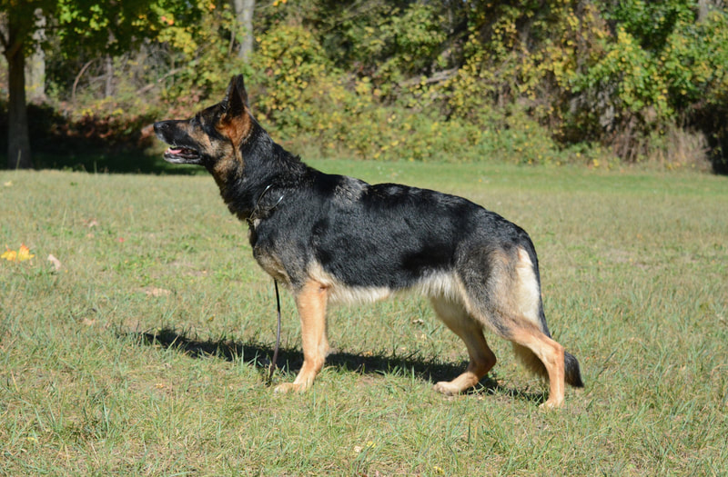 Puppies Vom Haus Bella Gsd S