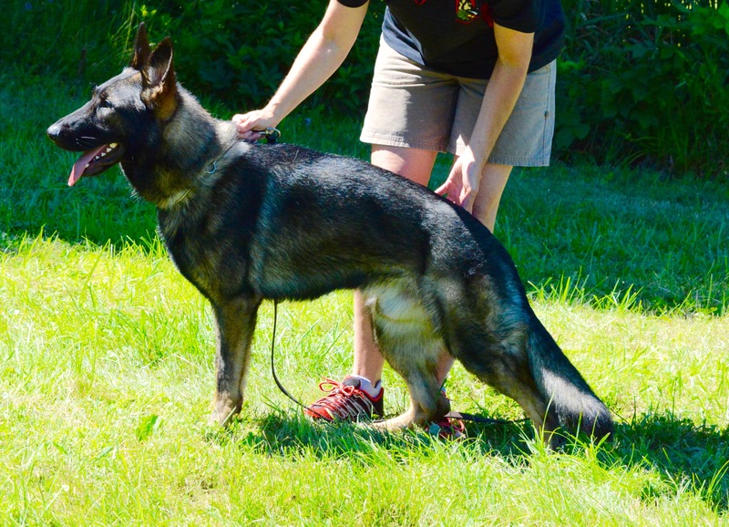 Puppies Vom Haus Bella Gsd S